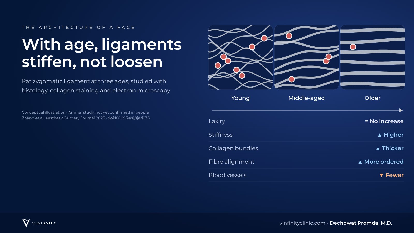 Summary of the rat zygomatic ligament study across three ages: stiffness up, collagen bundles thicker, fibres more aligned, vascularity down, laxity not increased