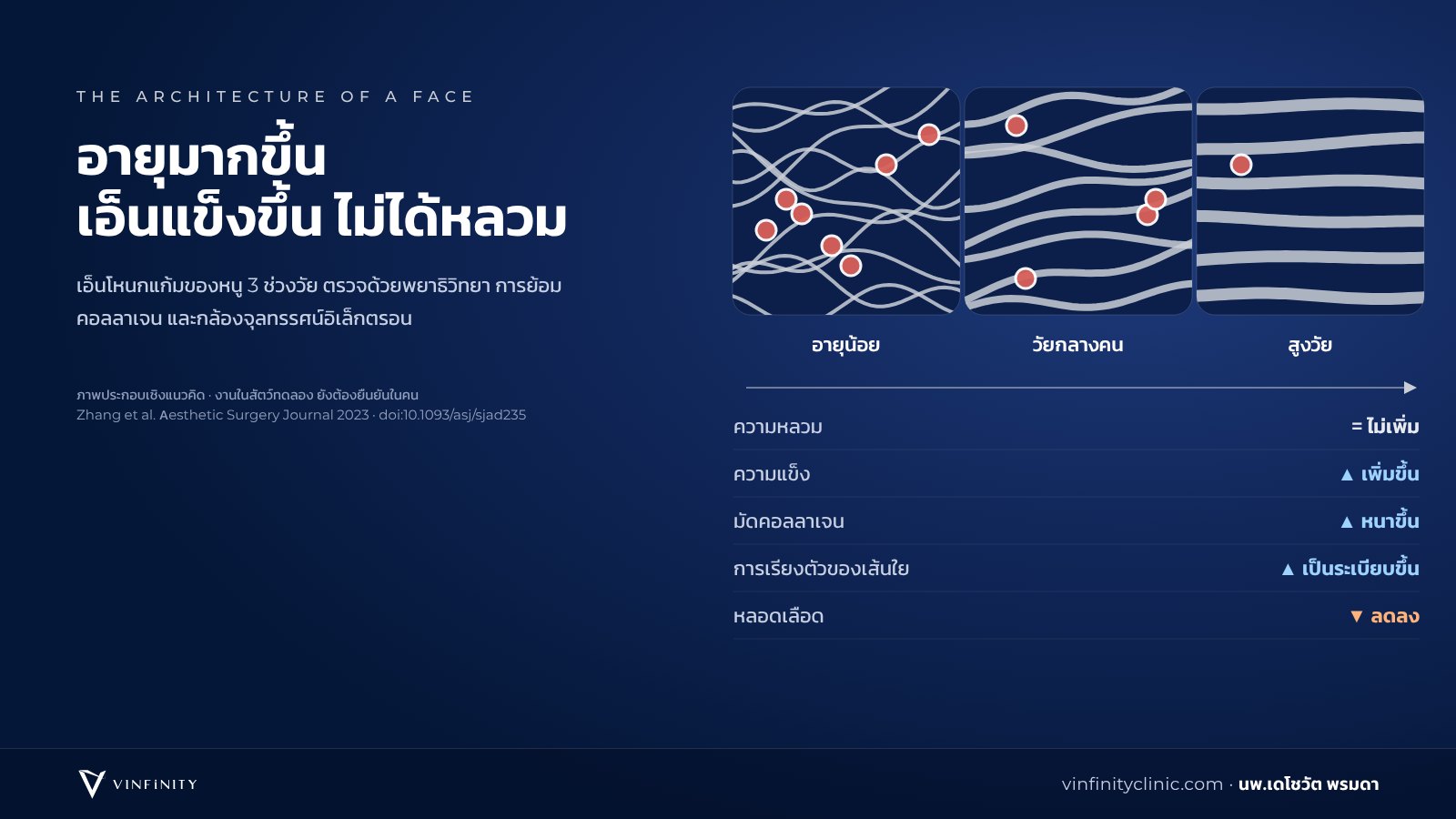 สรุปผลงานวิจัยเอ็นโหนกแก้มในหนู 3 ช่วงวัย ความแข็งเพิ่มขึ้น มัดคอลลาเจนหนาขึ้น เส้นใยเรียงตัวมากขึ้น หลอดเลือดลดลง ความหลวมไม่เพิ่ม